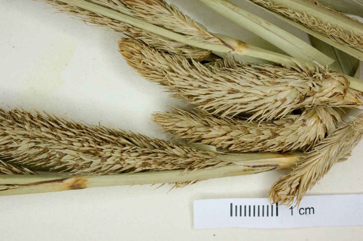 Carex pringlei image