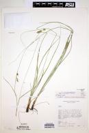 Carex schiedeana image