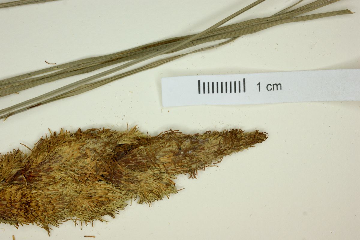 Carex brasiliensis image
