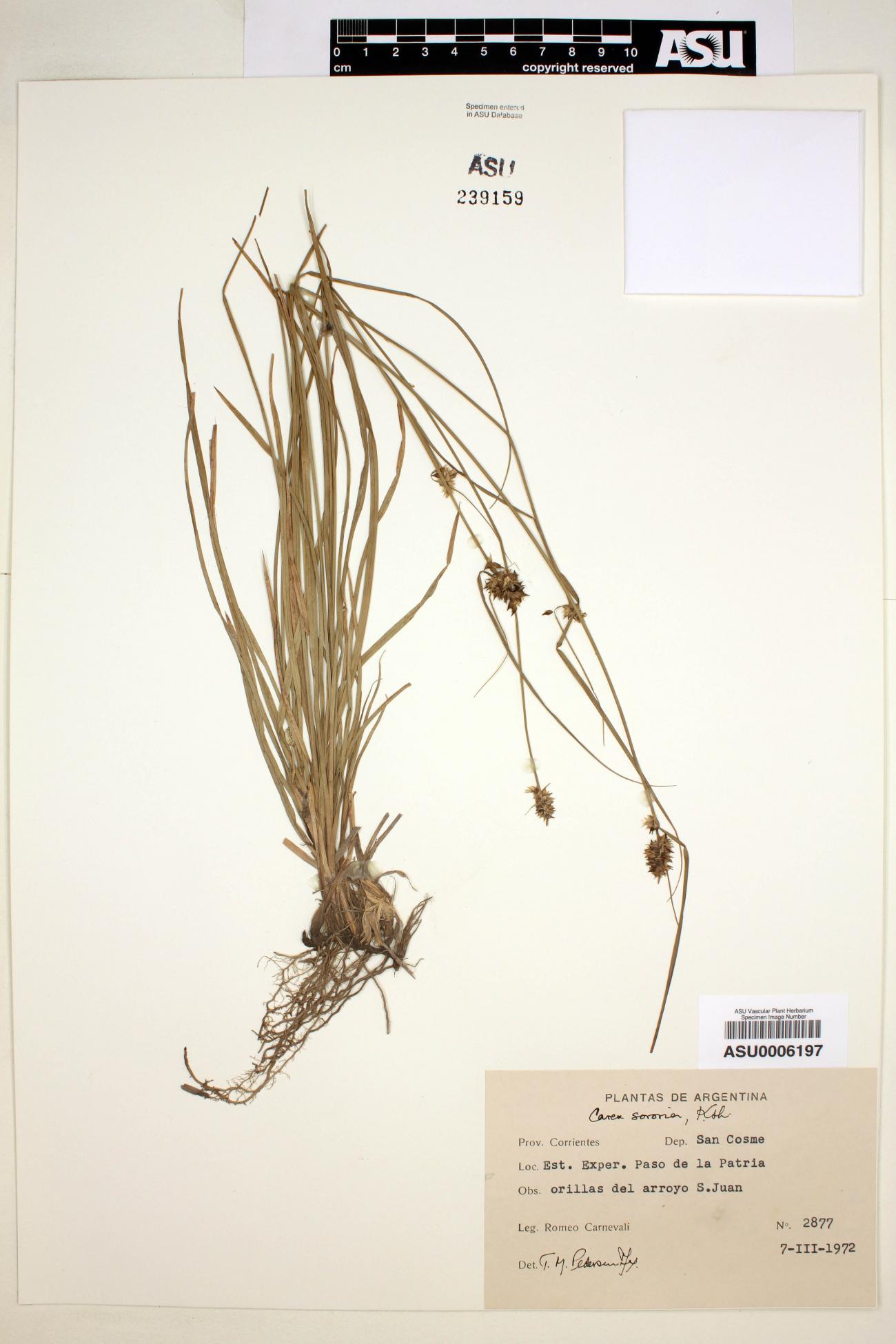 Carex sororia image