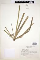 Cyperus canus image