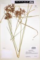 Cyperus dioicus image