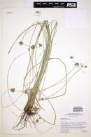 Cyperus elegans image