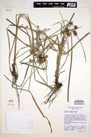 Cyperus entrerianus image