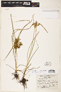 Cyperus esculentus var. leptostachyus image