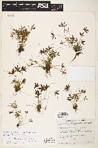 Cyperus flavescens var. piceus image