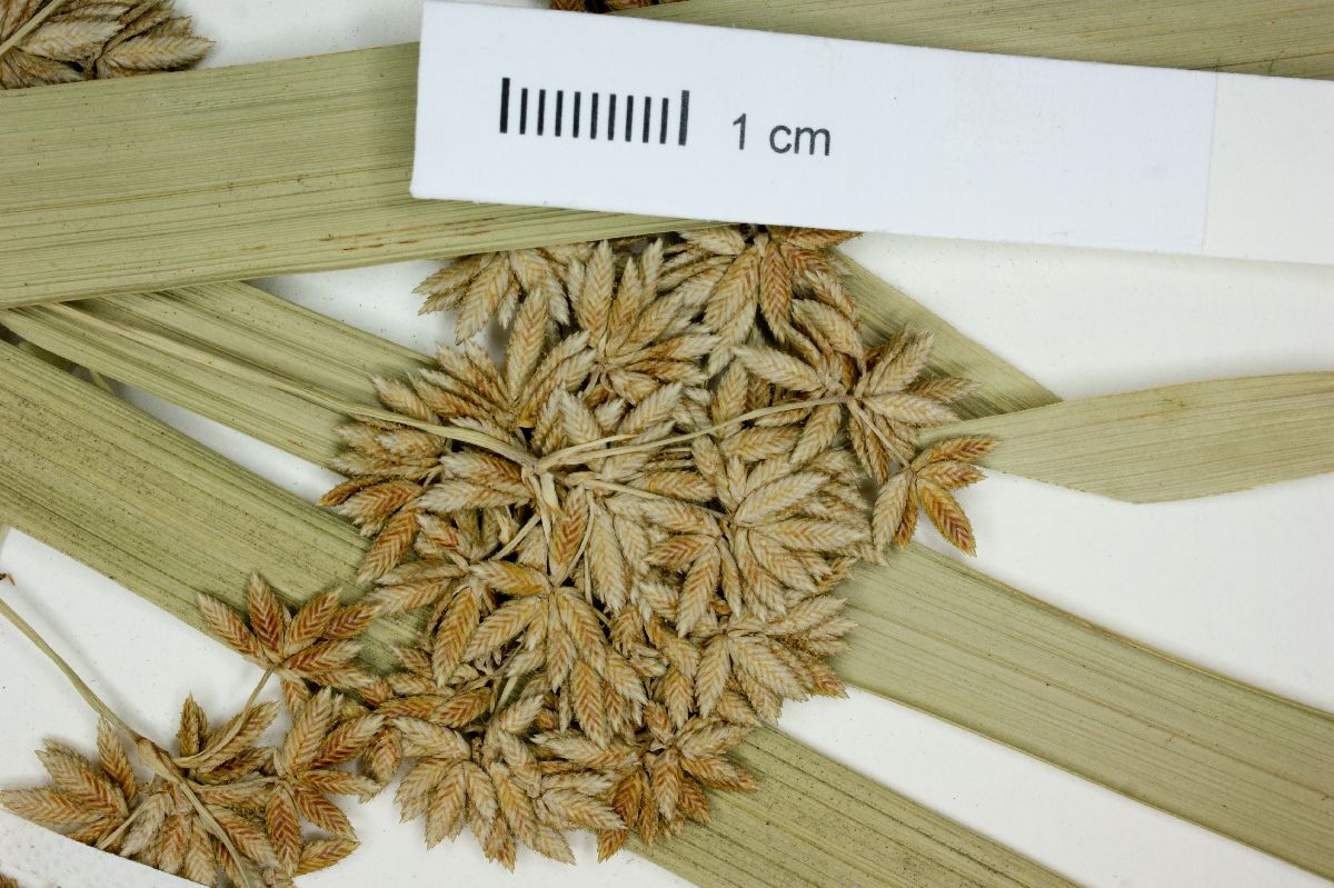 Cyperus alternifolius image