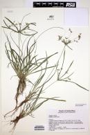 Cyperus laxus image