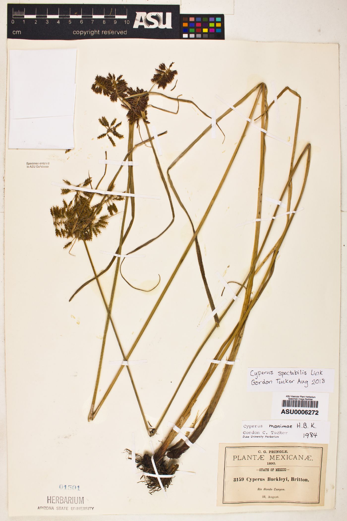 Cyperus spectabilis image