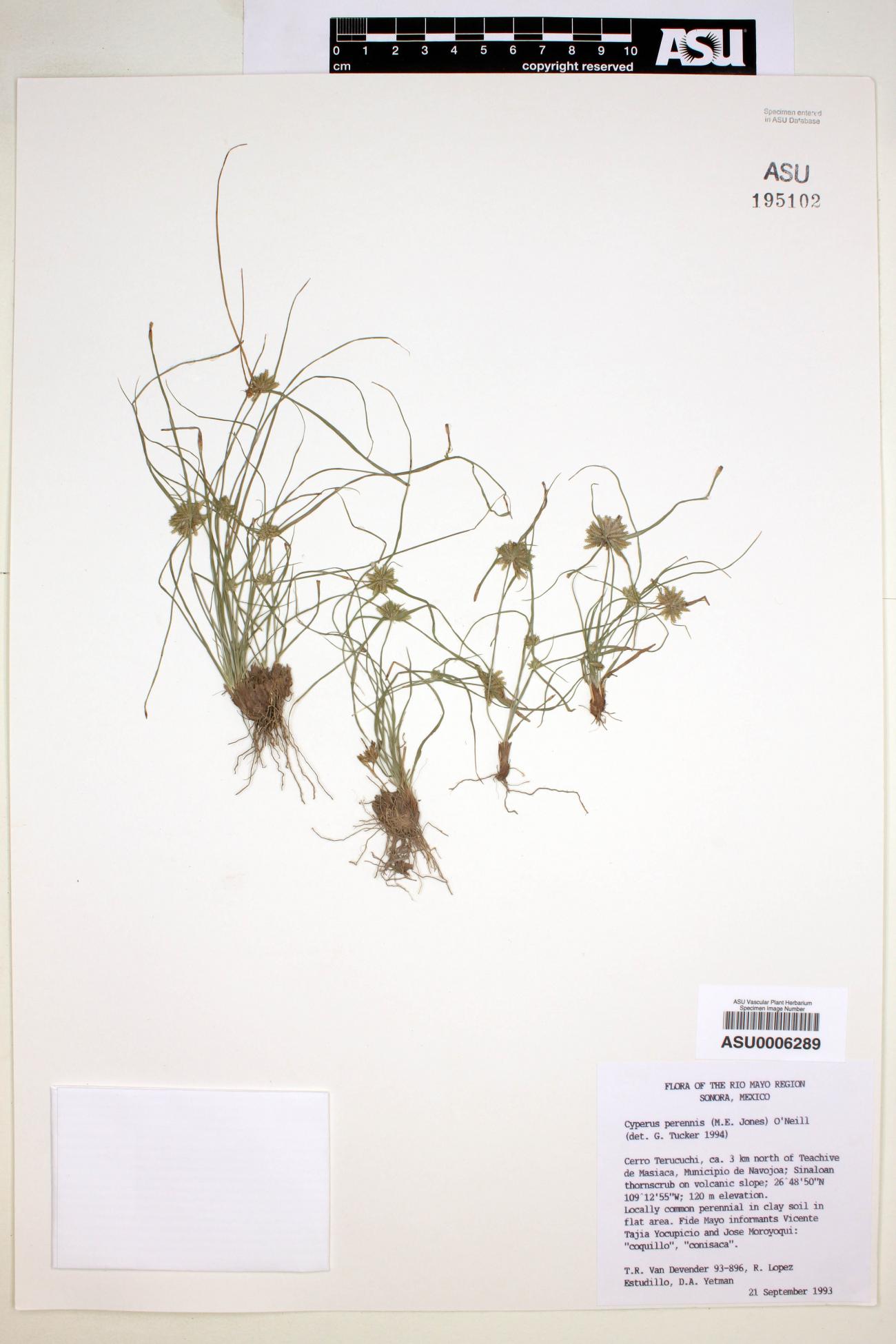 Cyperus perennis image