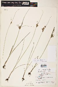 Cyperus sphaerolepis image