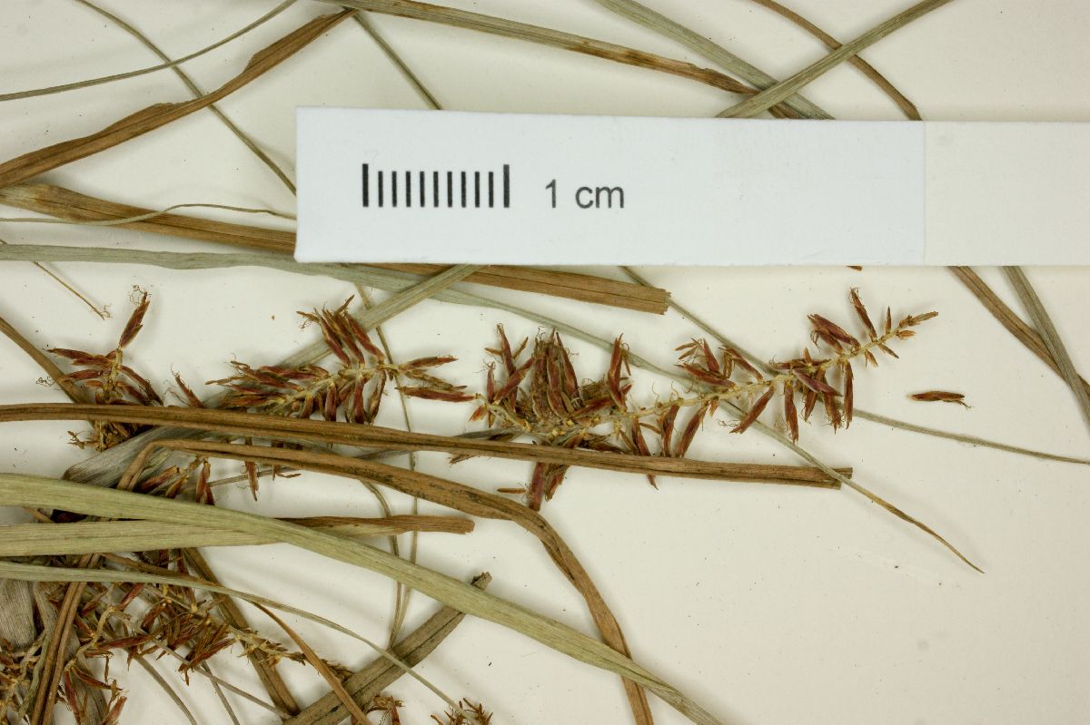 Cyperus spectabilis image