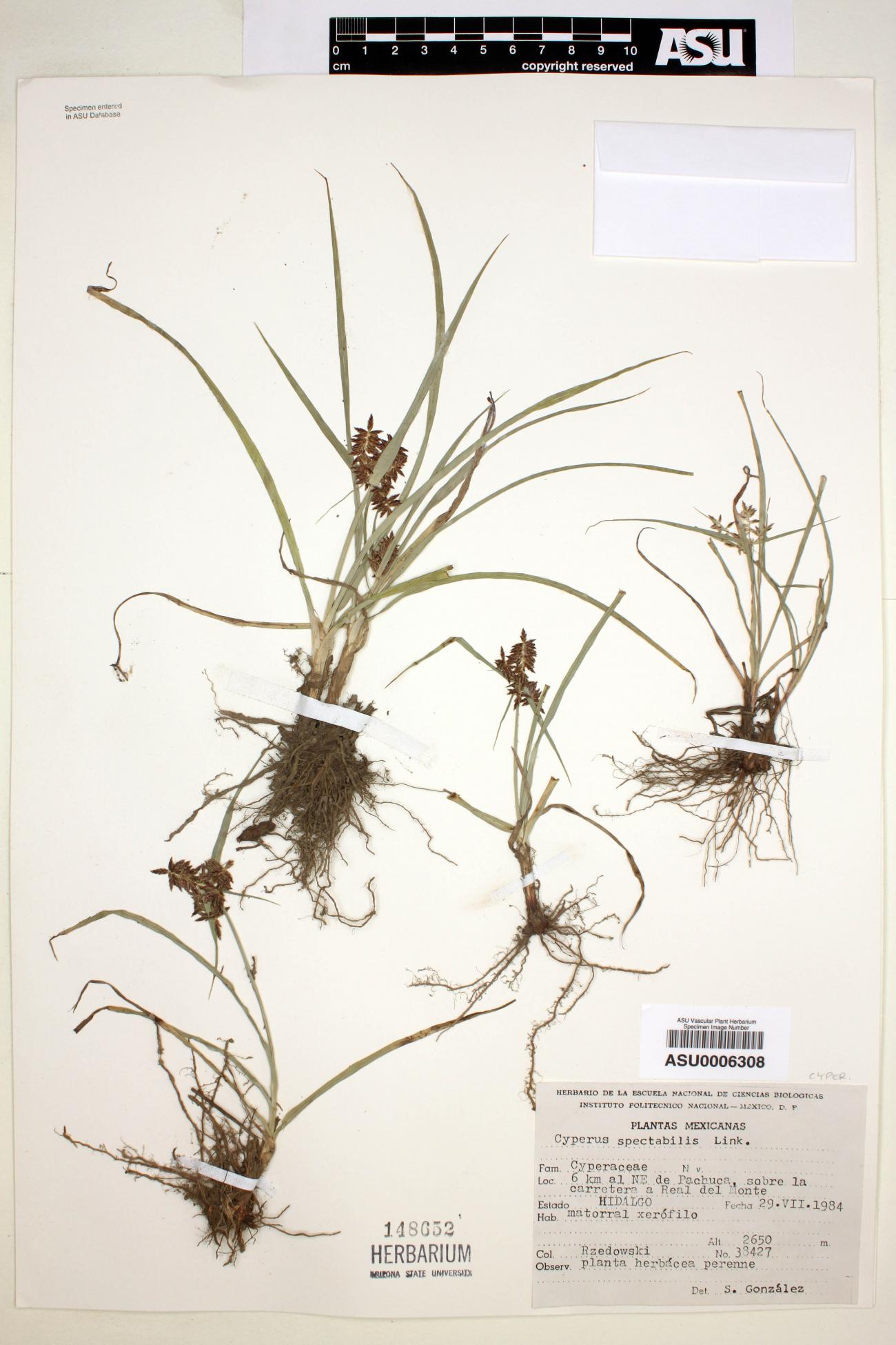 Cyperus spectabilis image