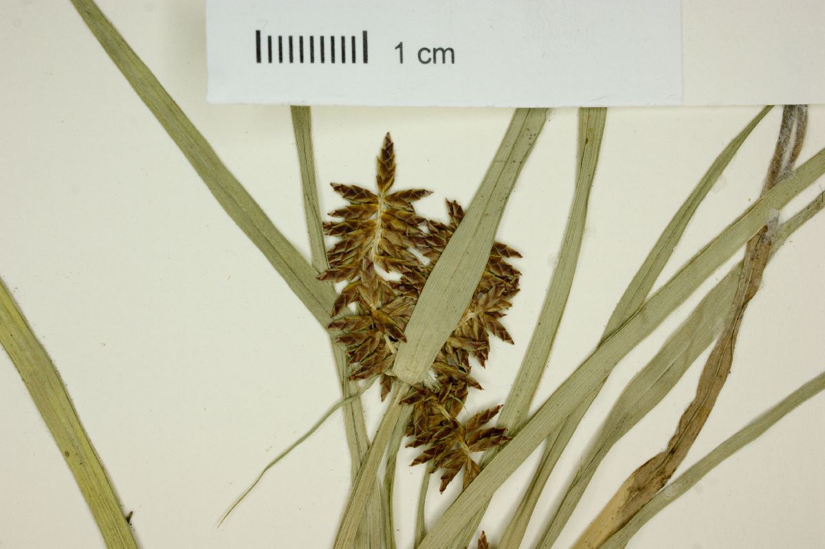 Cyperus spectabilis image