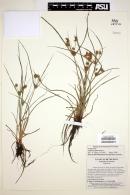 Cyperus squarrosus image