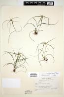 Cyperus tenerrimus image