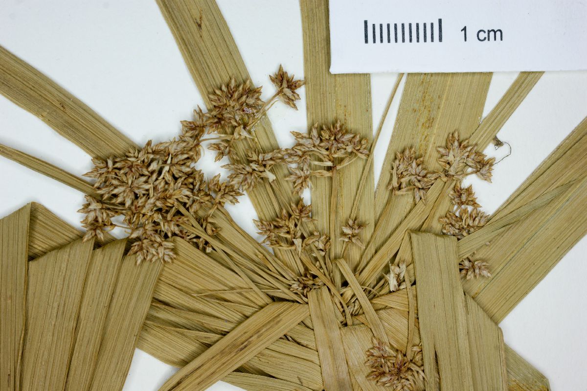 Cyperus alternifolius image