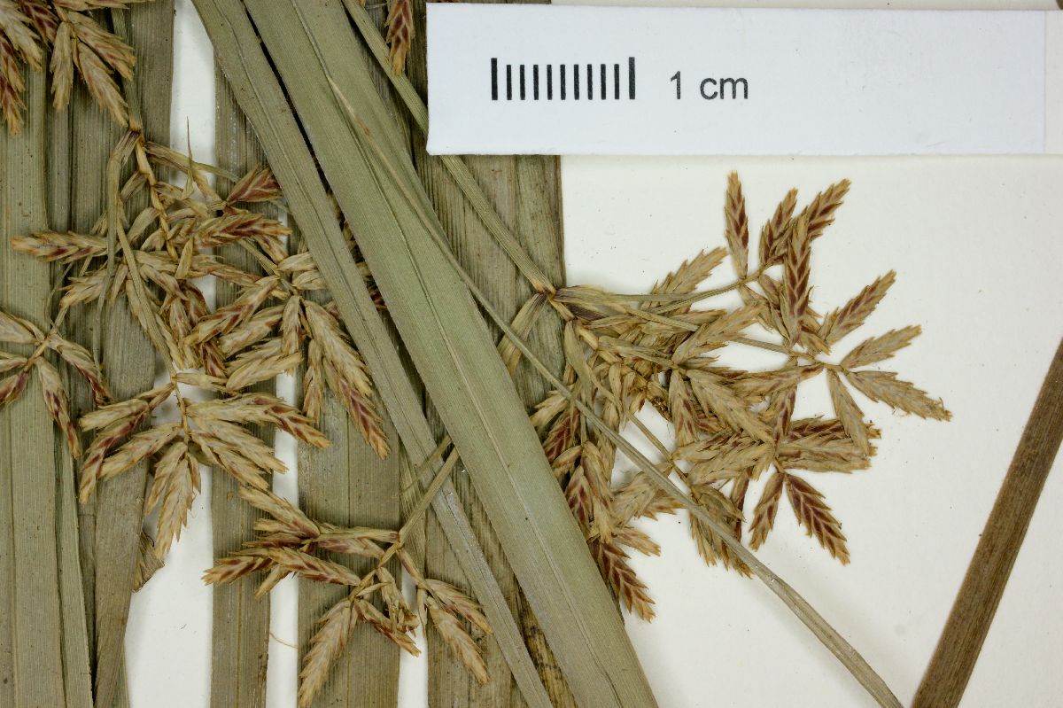 Cyperus andreanus image