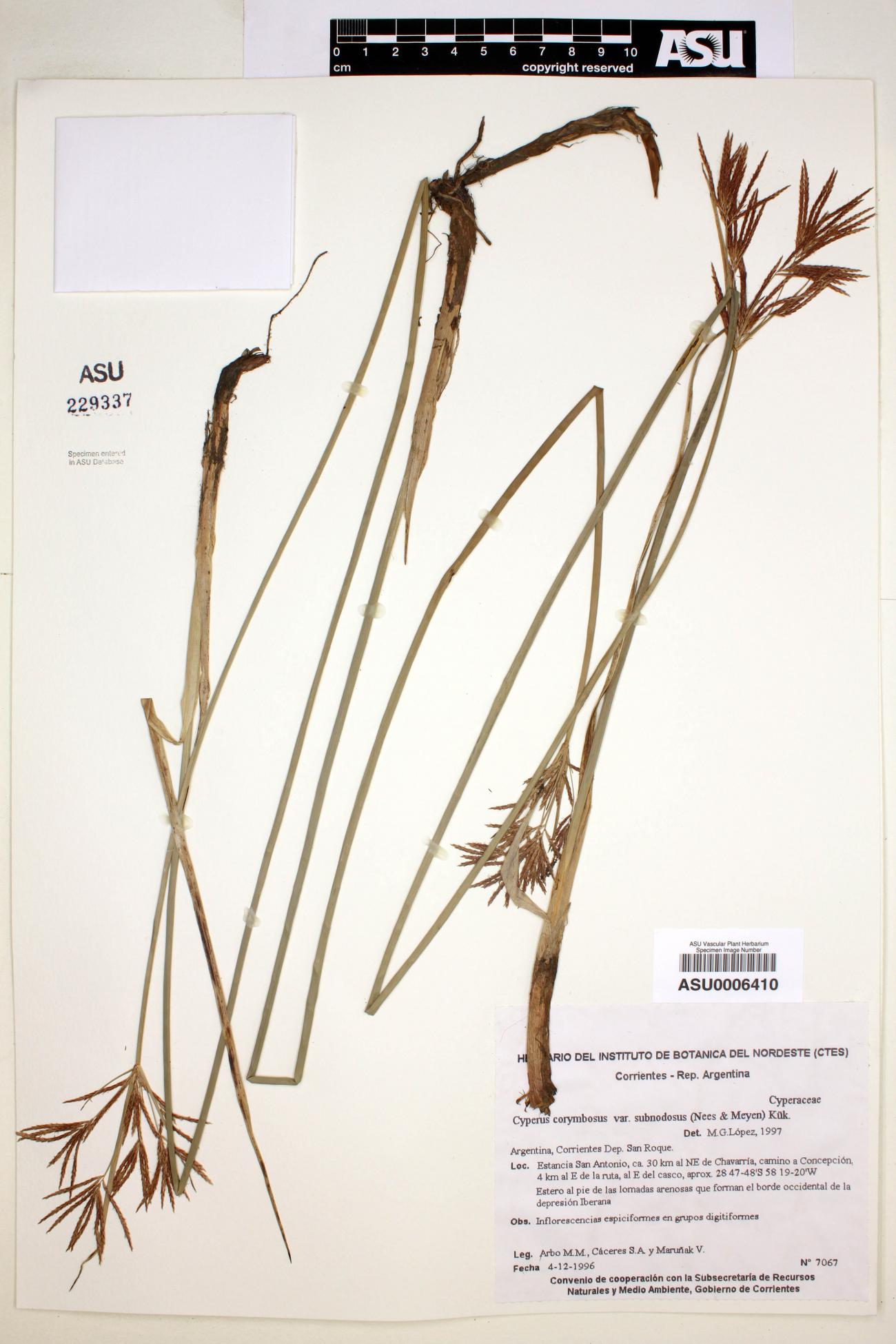 Cyperus corymbosus image