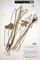 Cyperus virens image