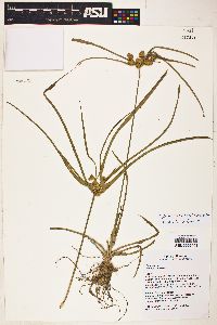 Cyperus entrerianus image