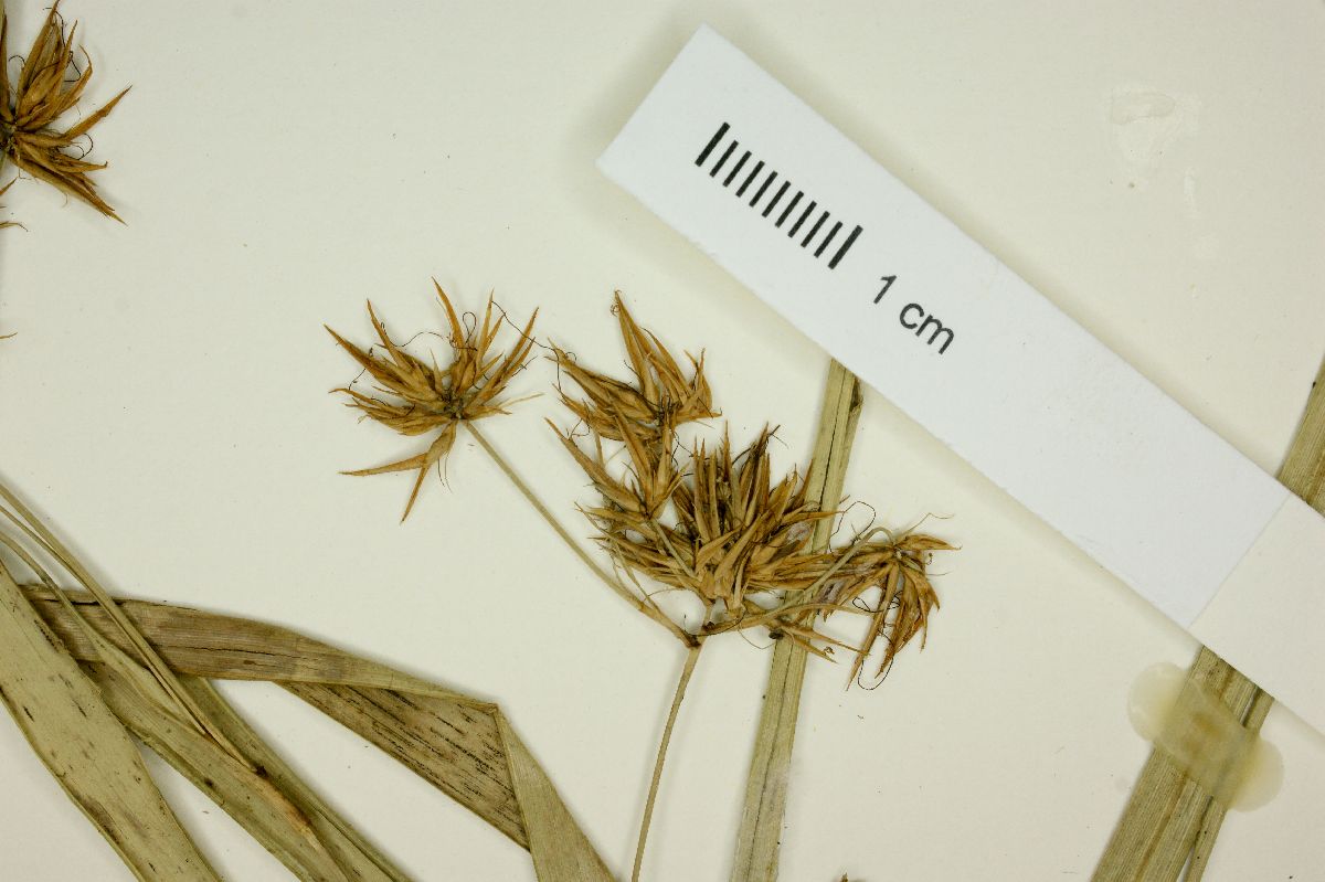 Rhynchospora splendens image