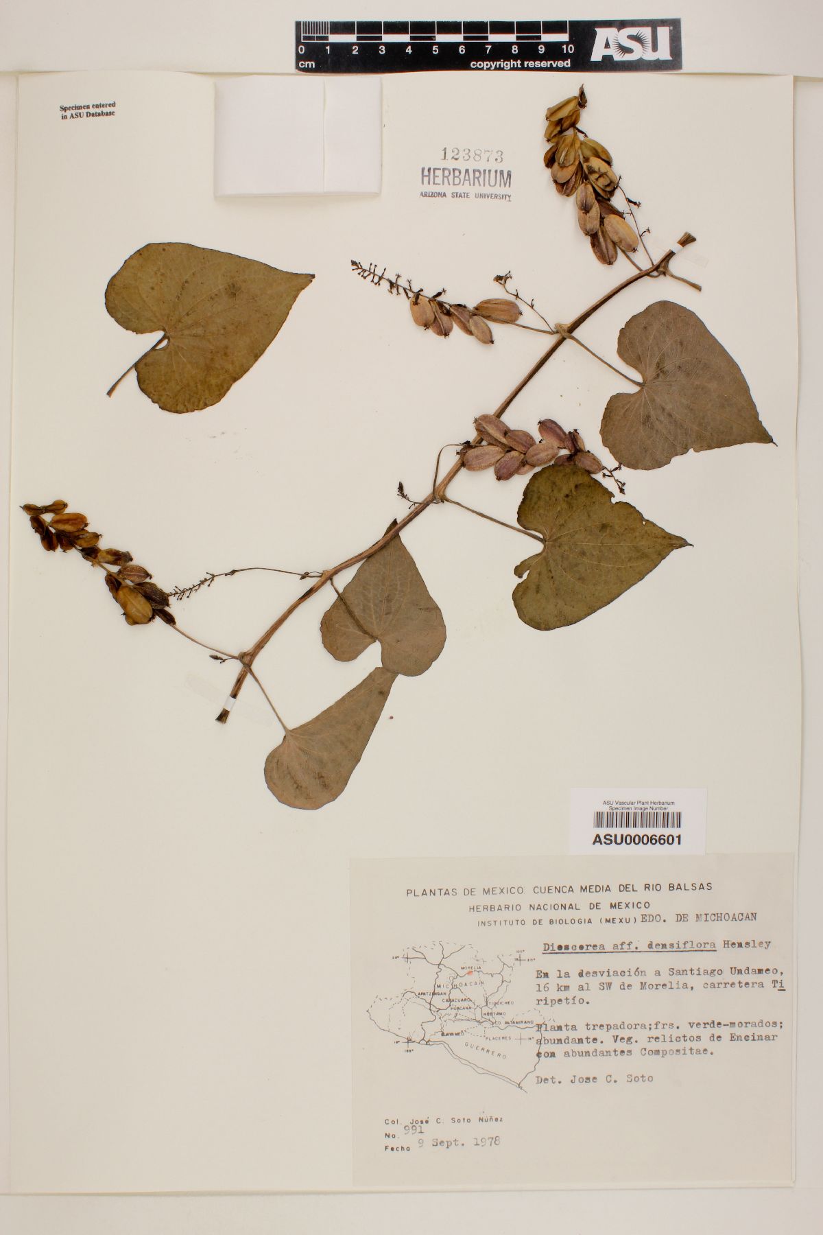 Dioscorea densiflora image