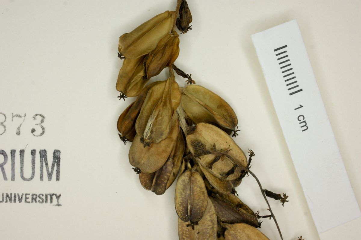 Dioscorea densiflora image