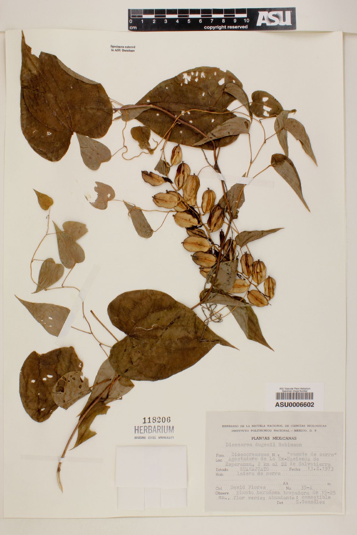 Dioscorea dugesii image