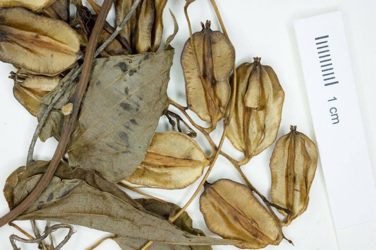 Dioscorea dugesii image