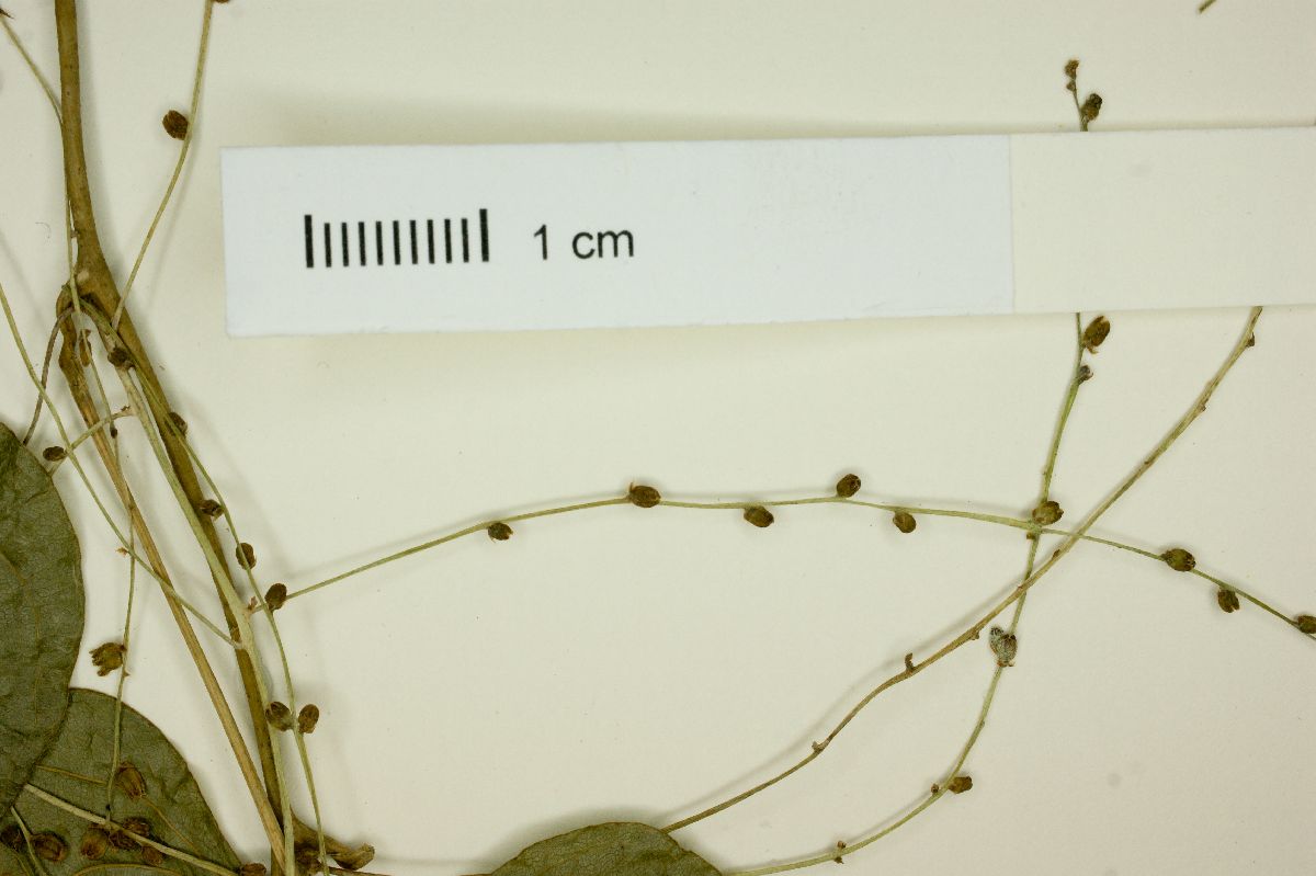 Dioscorea floribunda image