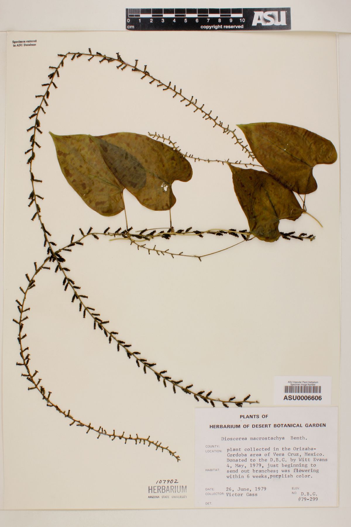 Dioscorea macrostachya image