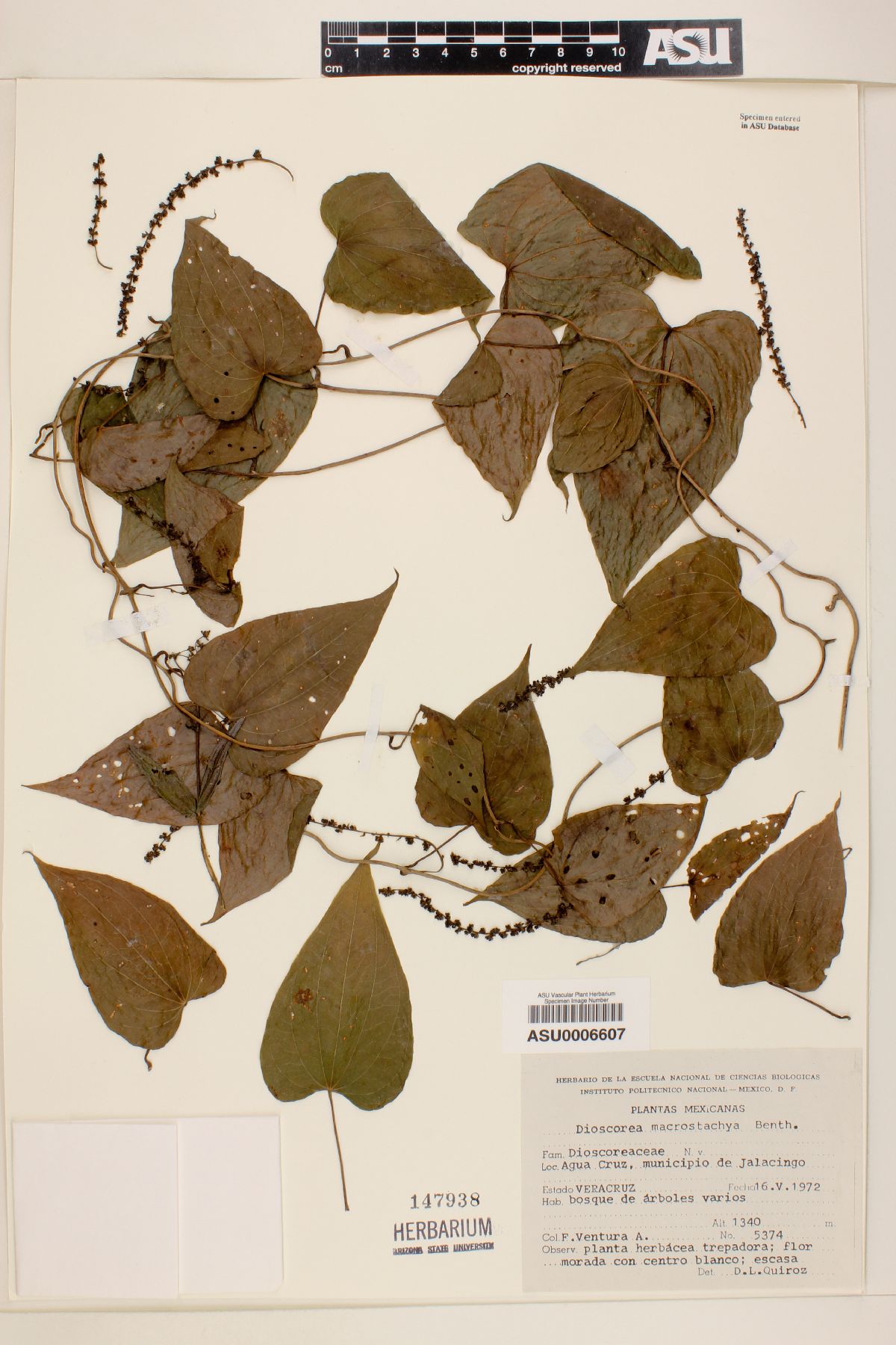 Dioscorea macrostachya image
