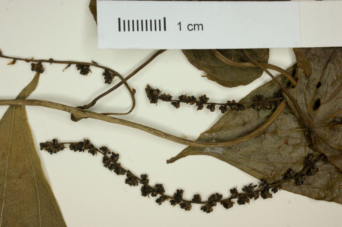 Dioscorea macrostachya image