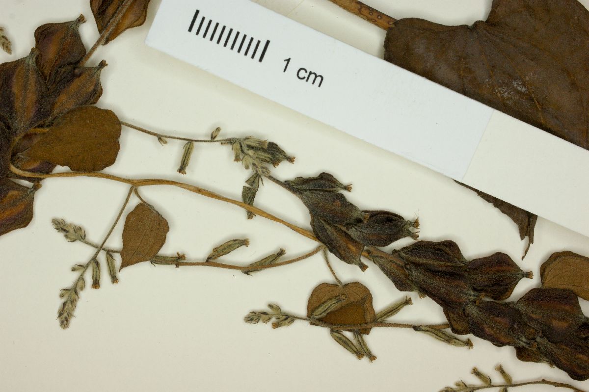 Dioscorea remotiflora image