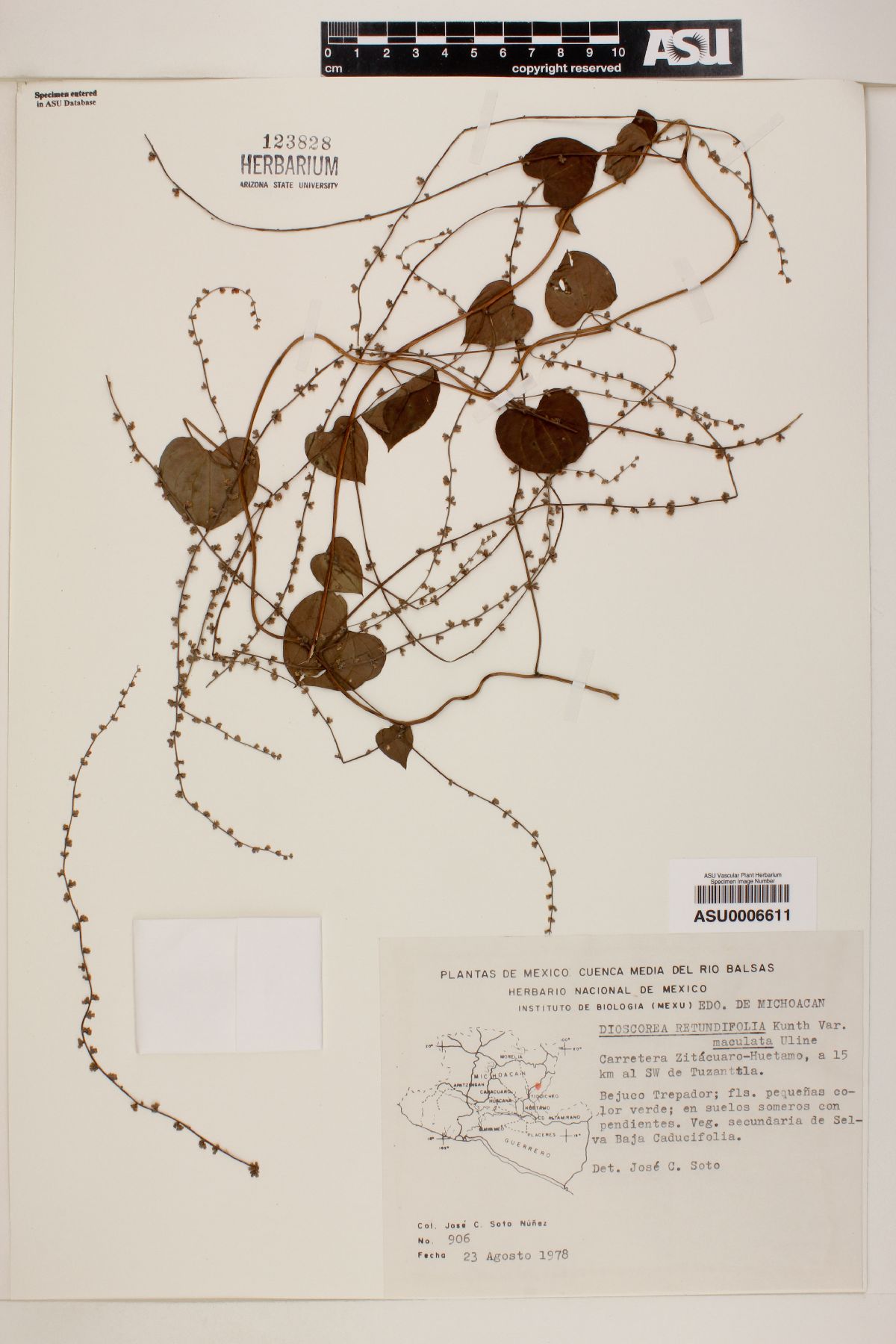 Dioscorea rotundifolia image