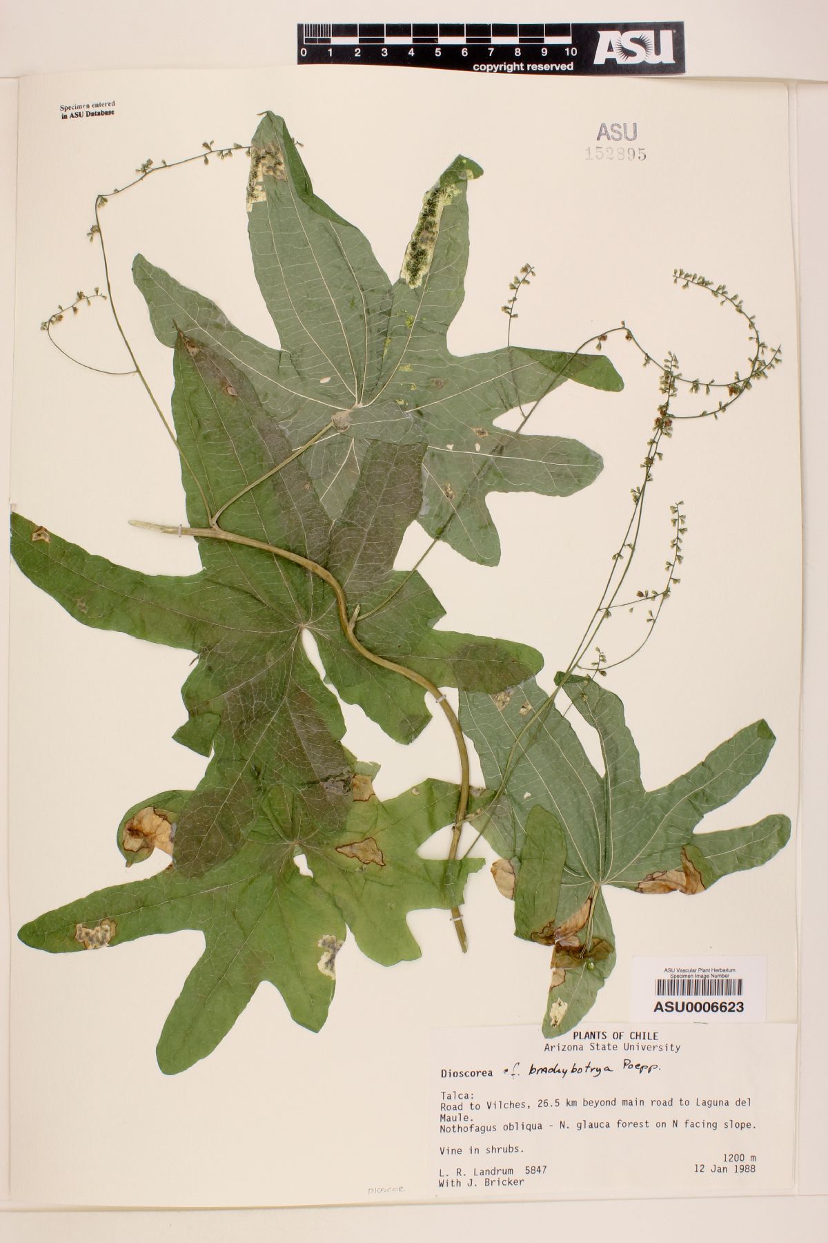 Dioscorea brachybotrya image