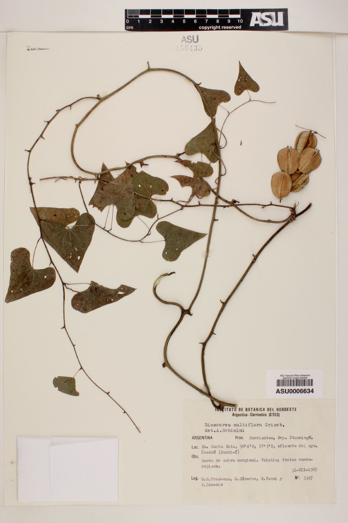 Dioscorea multiflora image