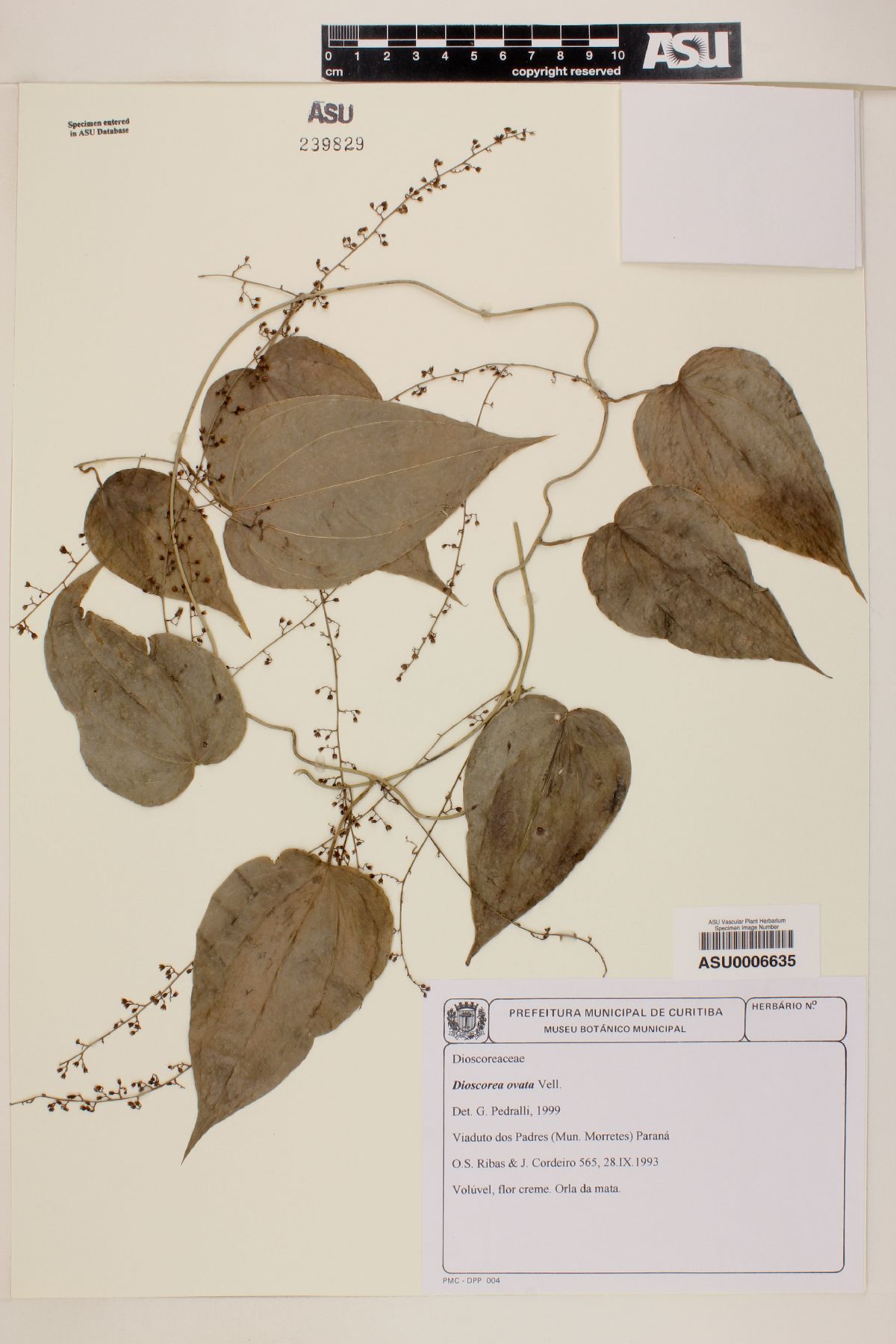 Dioscorea ovata image