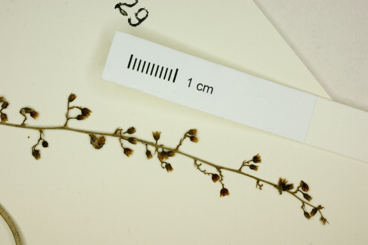 Dioscorea ovata image