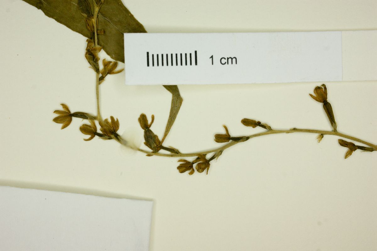 Dioscorea sinuata image