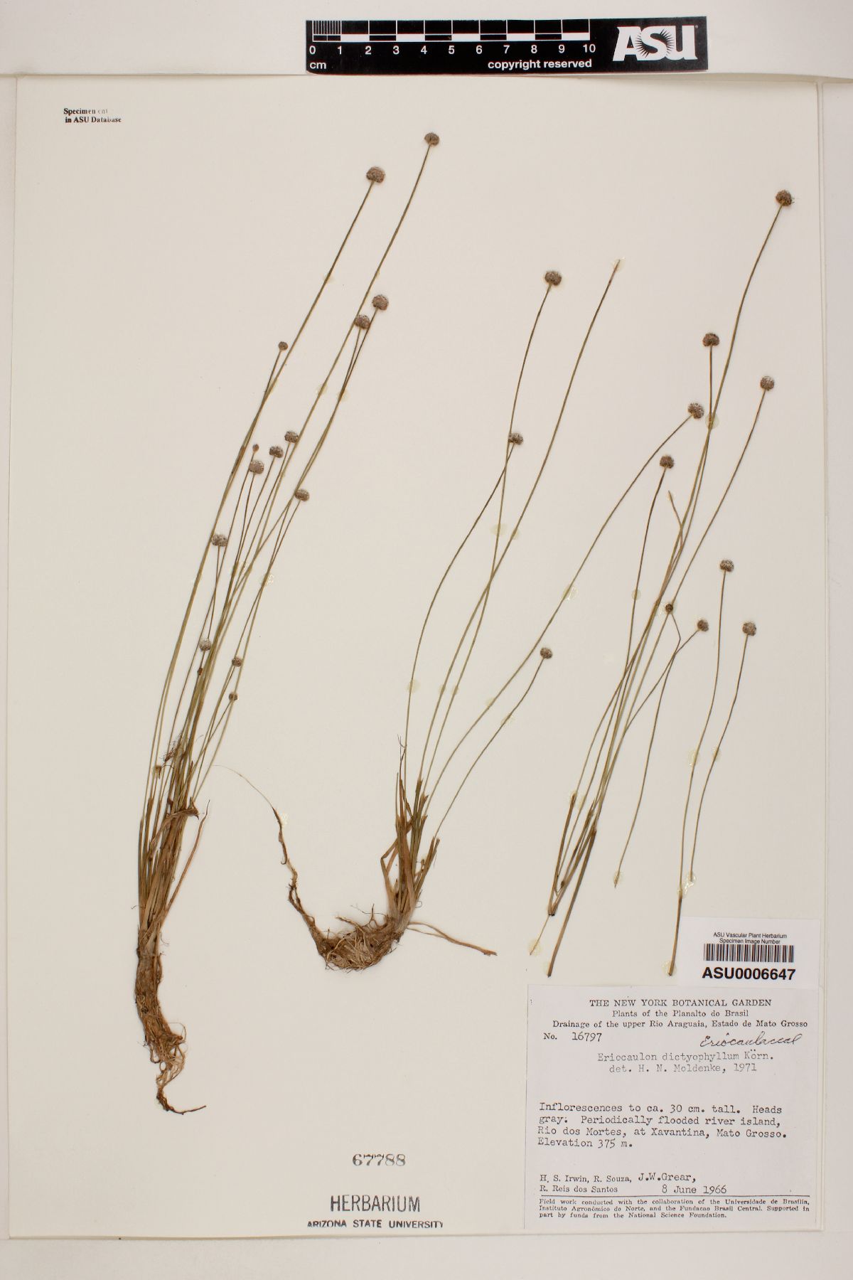 Eriocaulon dictyophyllum image