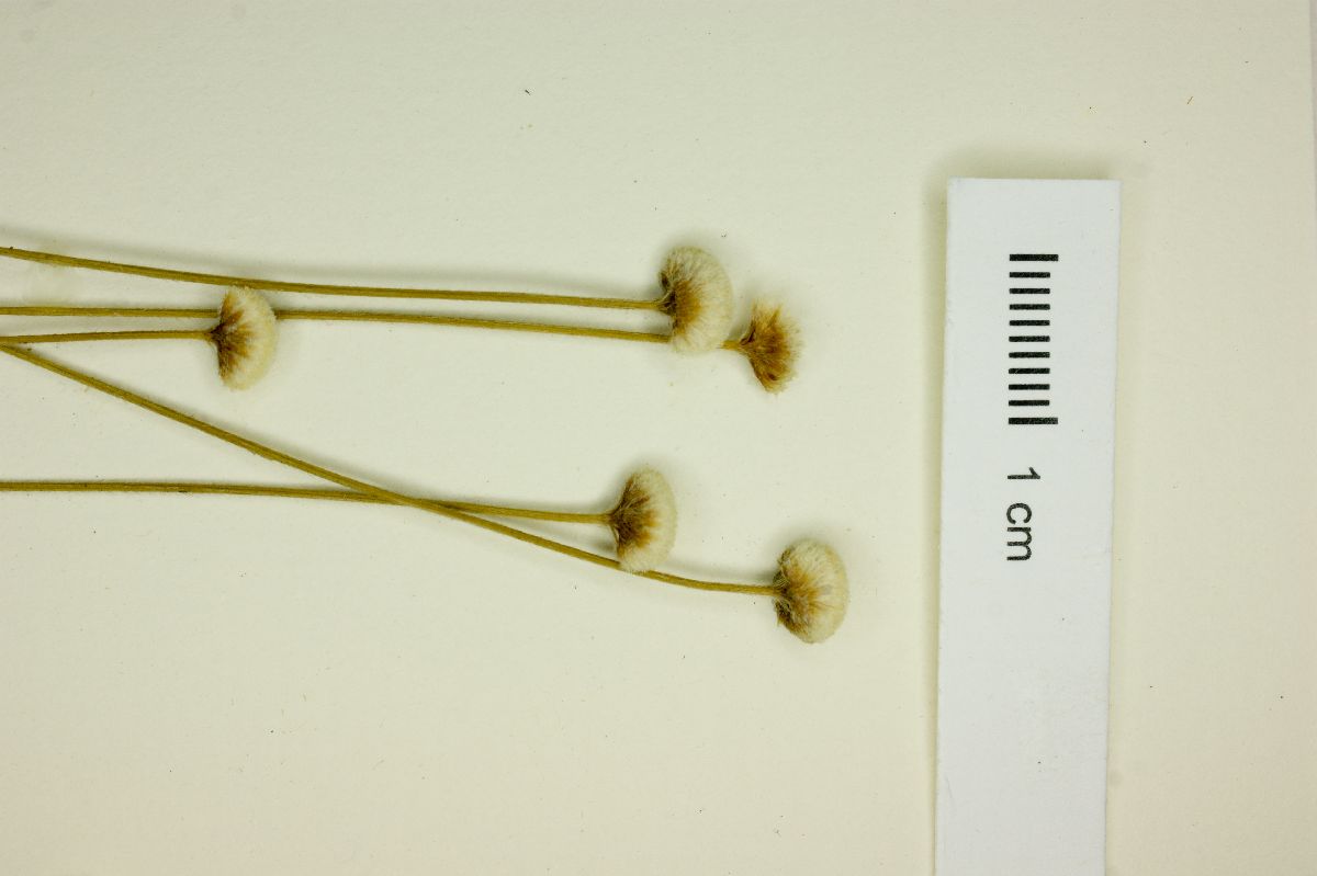 Leiothrix distichoclada image