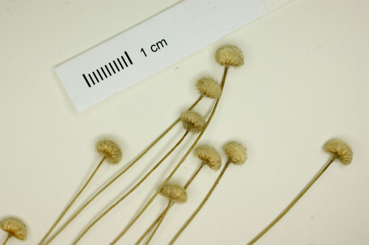 Leiothrix longipes image