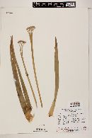Image of Paepalanthus plumipes