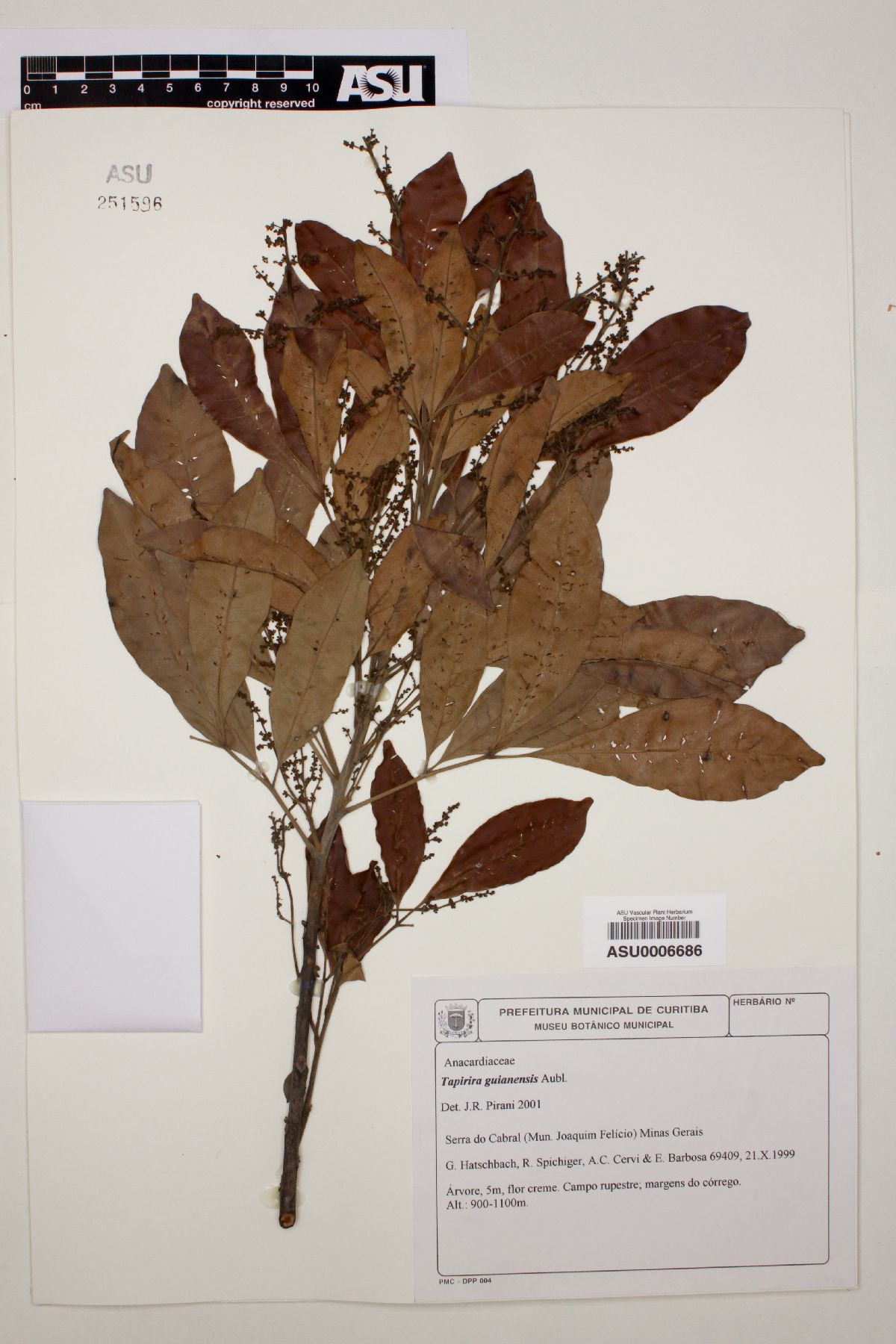 Tapirira image