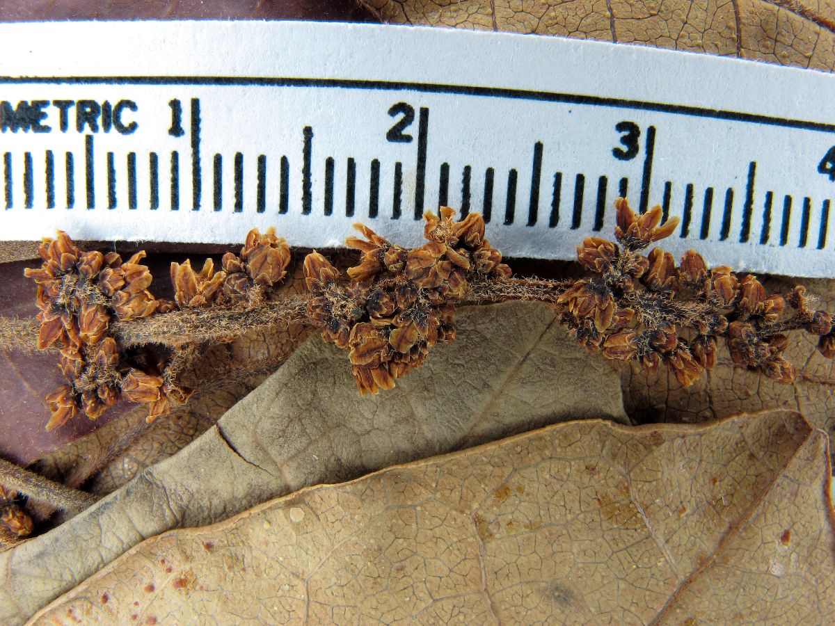 Tapirira marchandii image