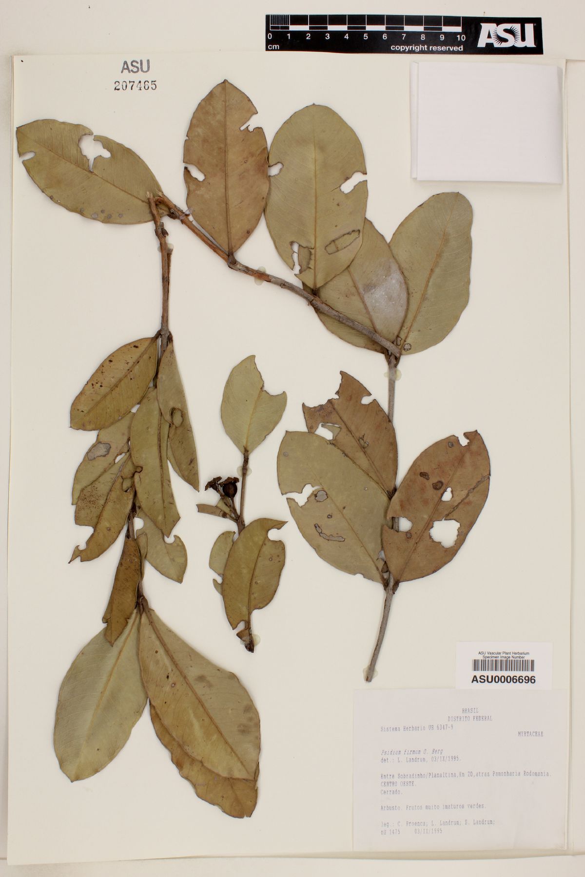 Psidium firmum image