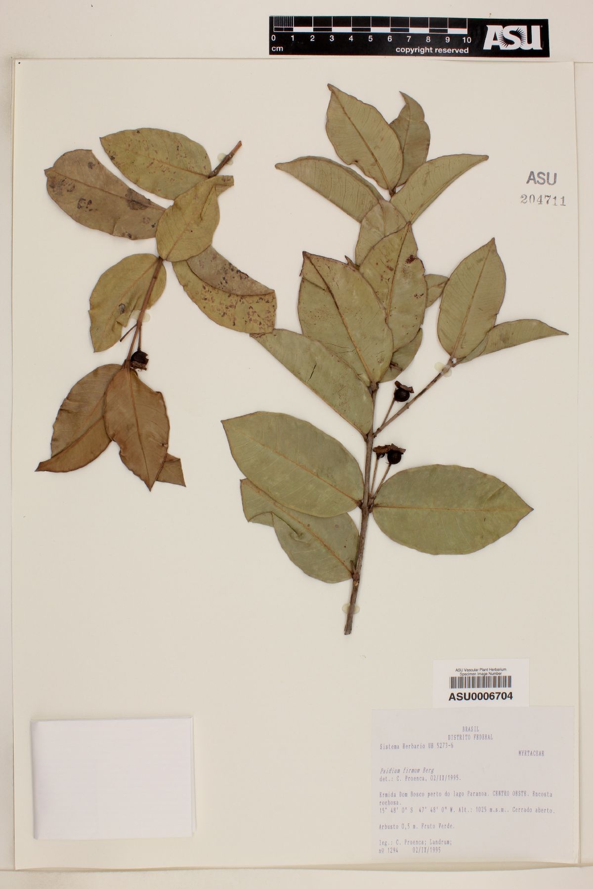 Psidium firmum image