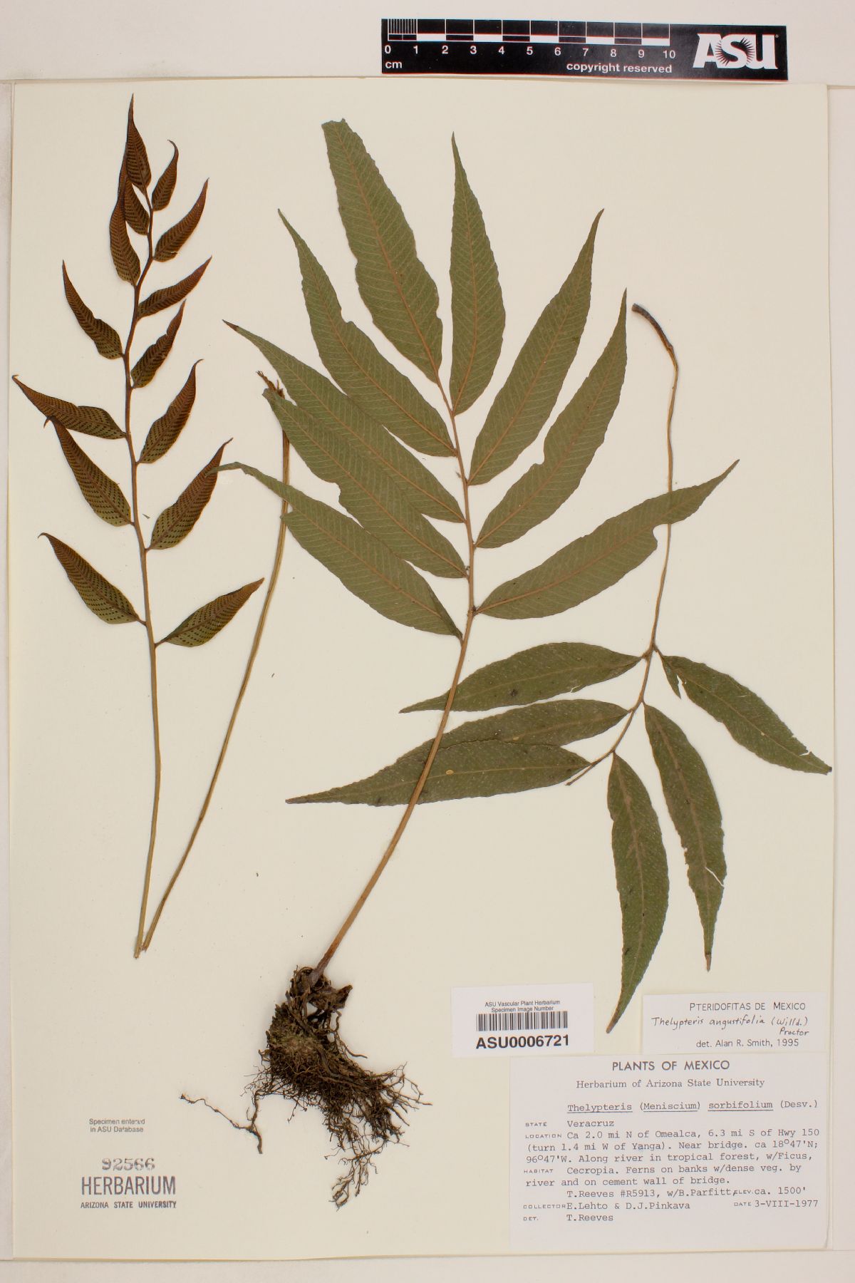 Thelypteris angustifolia image